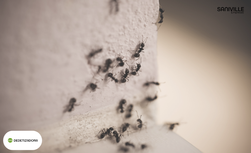 Infestação de Formigas: Como Evitar Problemas